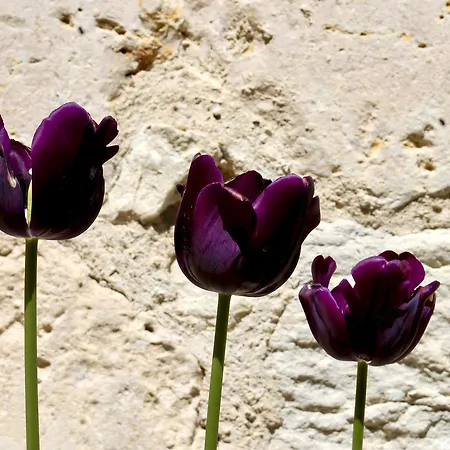 فندق مبيت وإفطار Domaine De Perches غايلاك